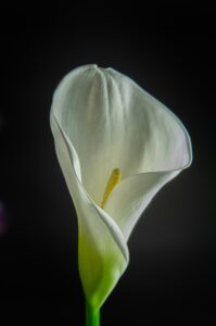 A single white Lilly on a black background signifies the mourning of the life I once had, a life before Fibromyalgia